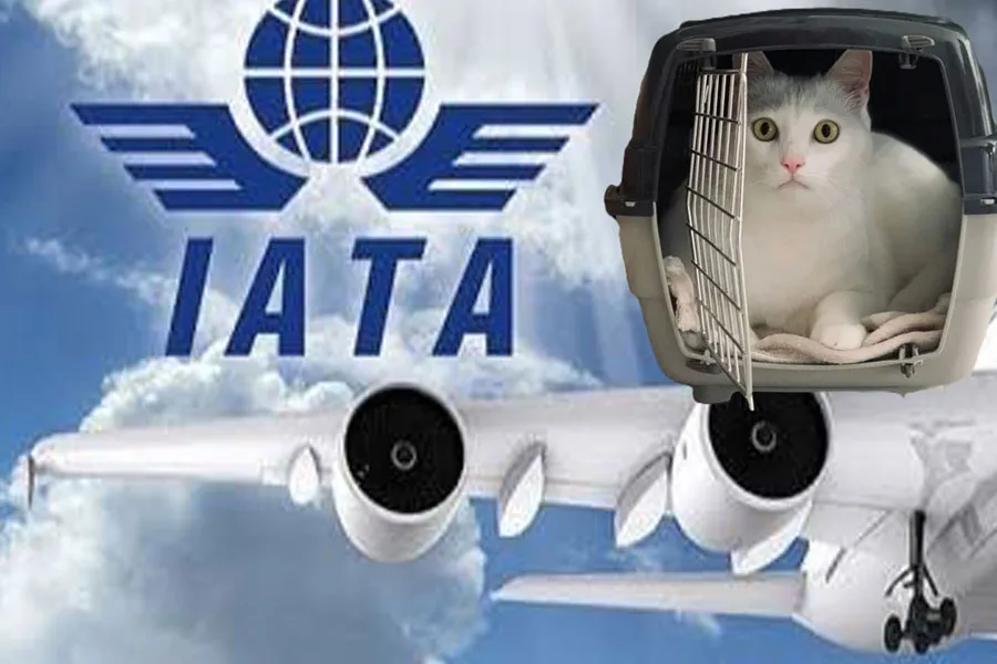 IATA, evcil hayvan taşımacılığına ilişkin yeni rehber yayımladı