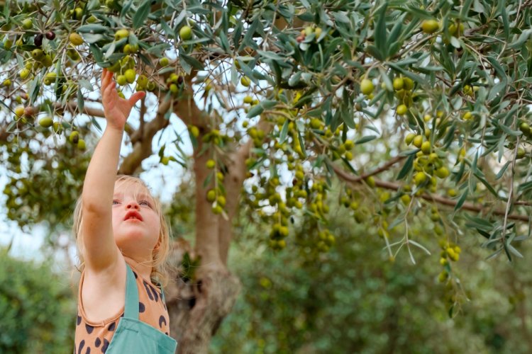ELA EXCELLENCE RESORT BELEK’TE ZEYTİN HASADI FESTİVAL COŞKUSUNA DÖNÜŞÜYOR