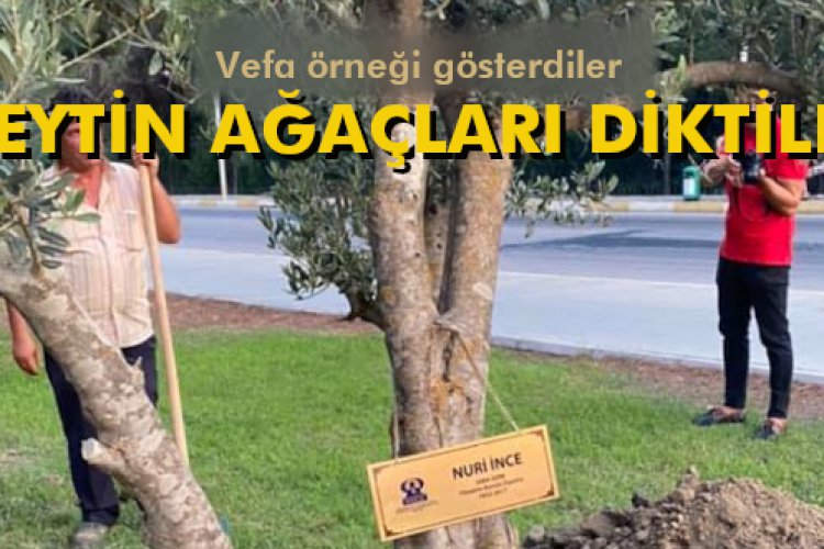 ZEYTİN AĞAÇLARI DİKTİLER