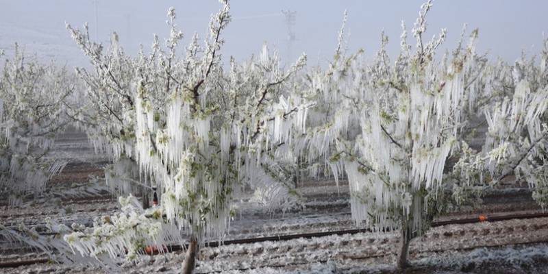 Zirai Don Bazı Ürünlere Ulaşmayı Zorlaştıracak, Fiyatları Artıracak
