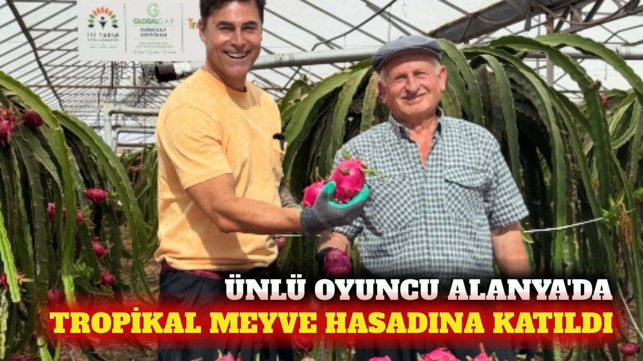 Kıvanç Kasabalı Alanya'da tropikal meyve hasadına katıldı
