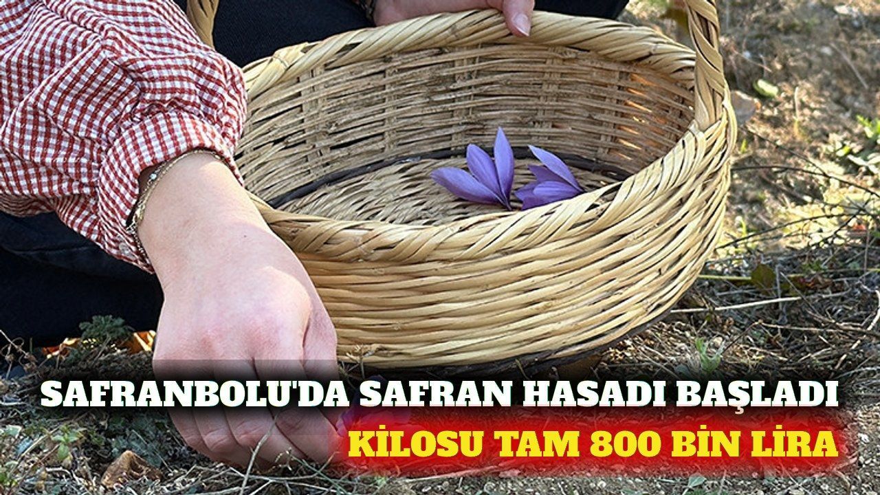 Safranbolu'da kilosu 800 bin liralık safran hasadı başladı