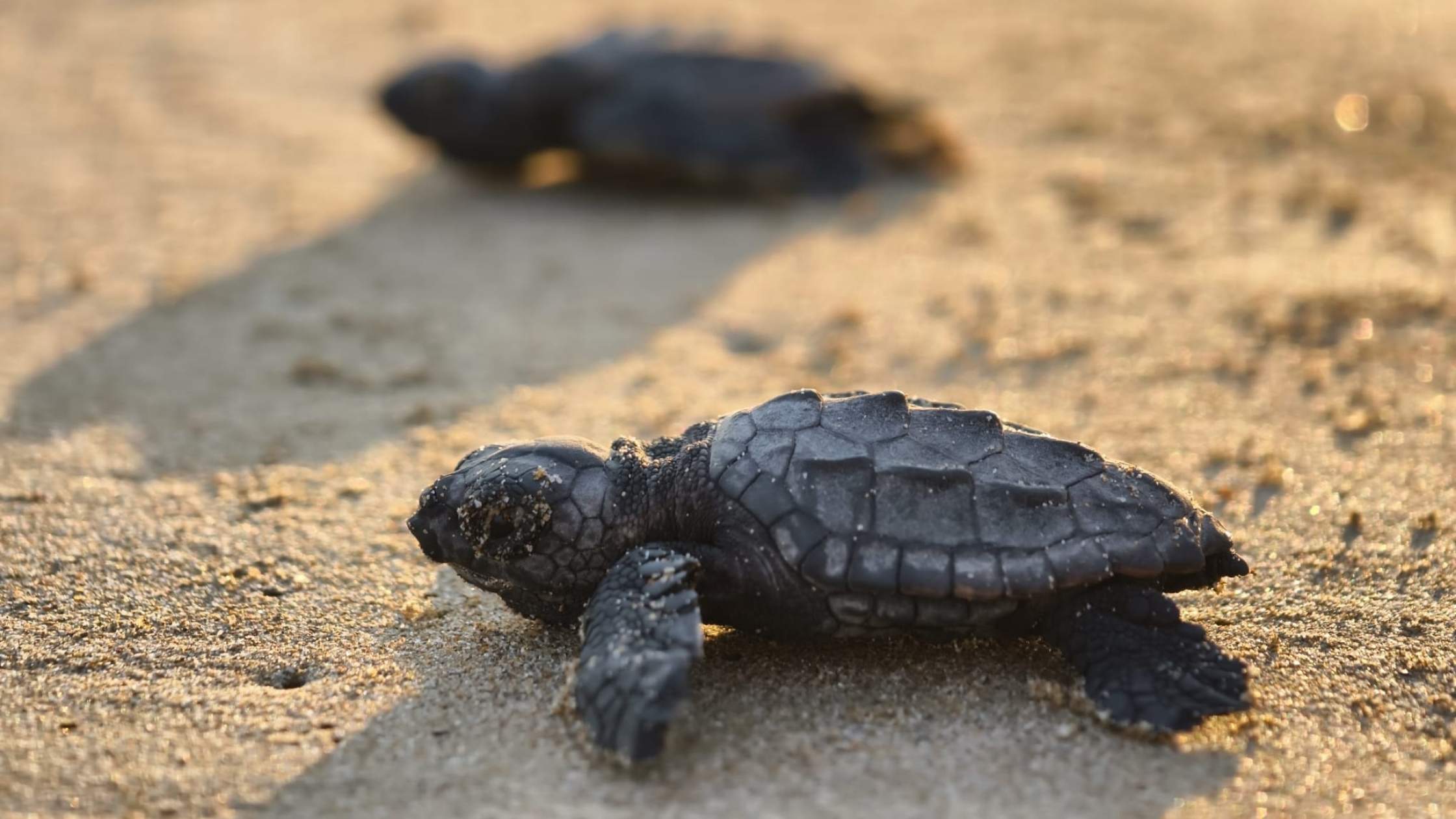 BELEK’TE 100 BİN CARETTA YAVRUSU DENİZE ULAŞTI