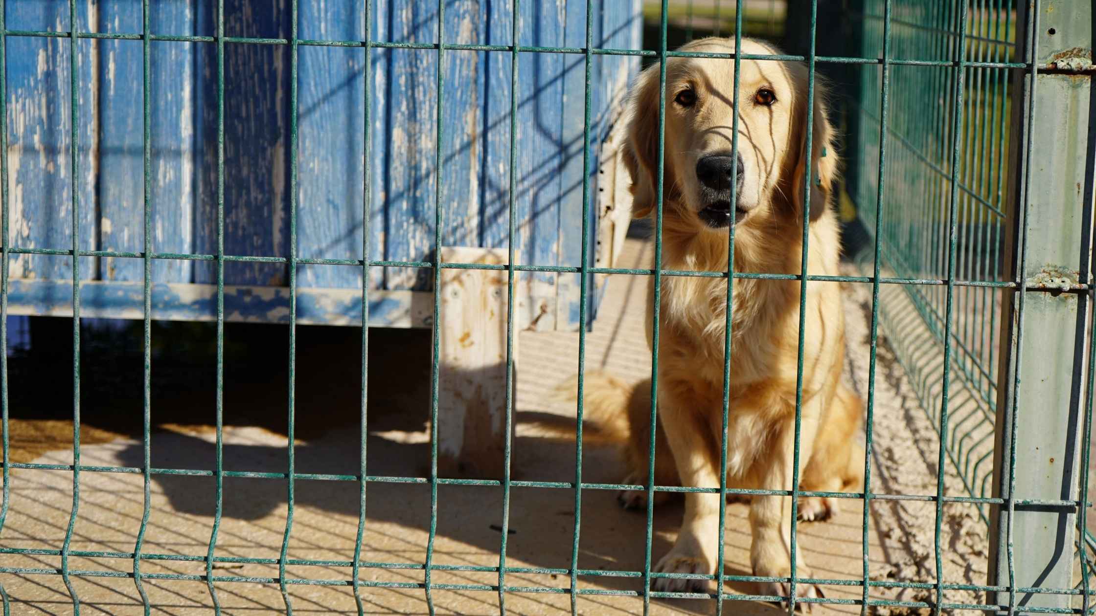 ANTALYA’DA YANGINDAN KURTARILAN KÖPEKLER SAHİPLENDİRİLMEYİ BEKLİYOR