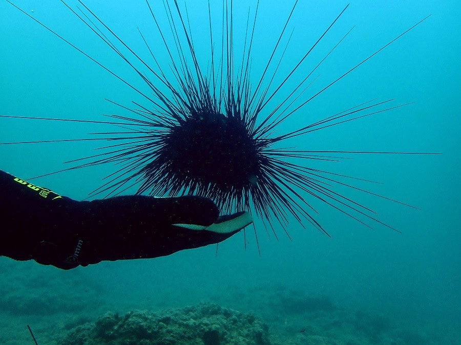 Zehirli deniz kestaneleri, Doğu Akdeniz turizmini tehdit ediyor