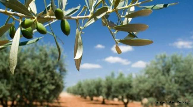 Zeytin tarlasına turizm tesisi yapılması için ihaleye çıkıldı!