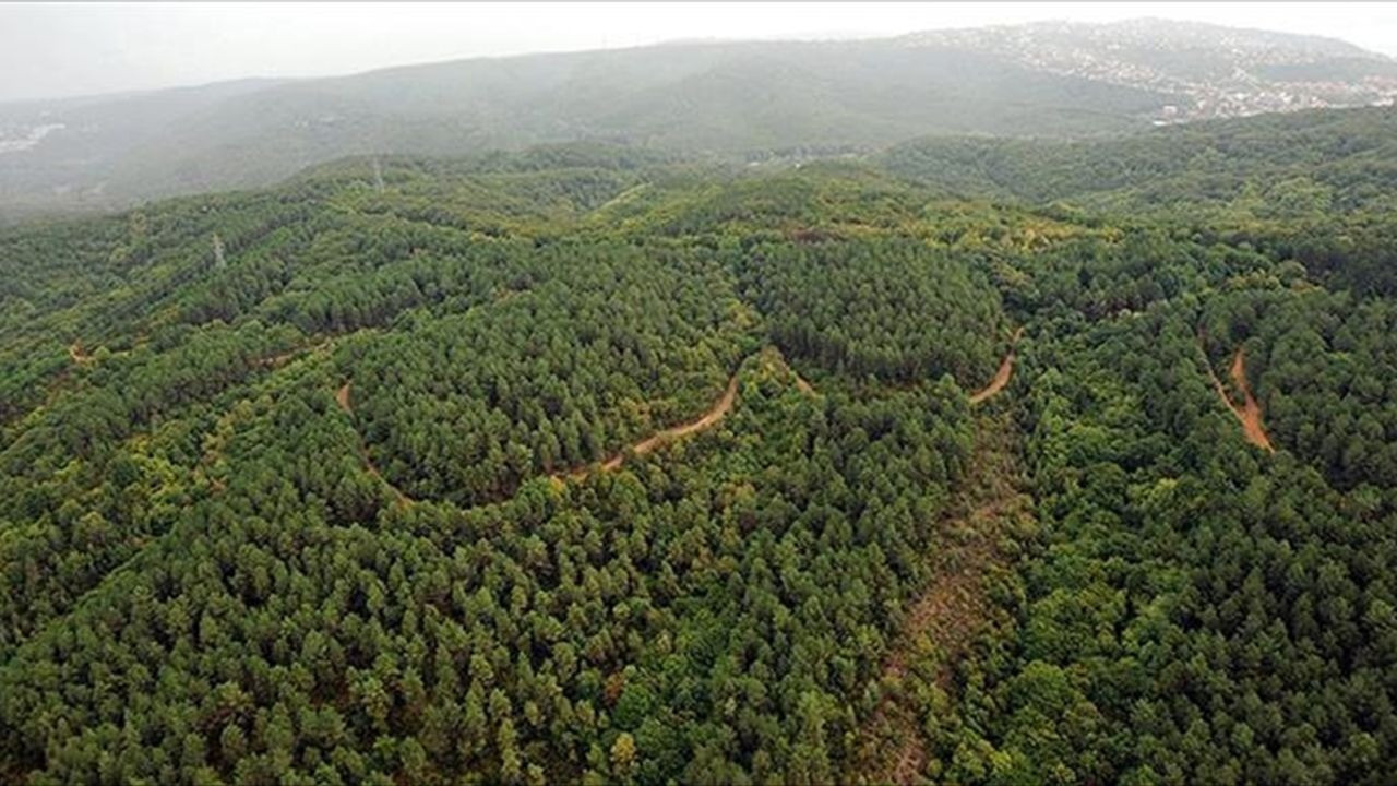 Devlet ormanları da turizm amaçlı tahsis edilebilecek